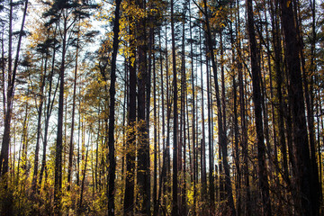outdoor landscape seasonal, golden autumn wild forest