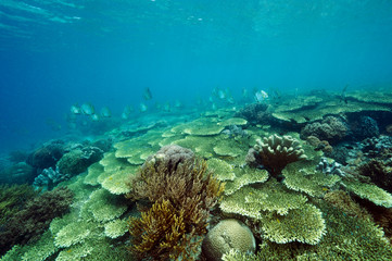 Pristine field of Acropora corals and batfishes, Platax teira, Bangka Island Sulawesi Indonesia.