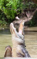 Alligator Jumping for Food