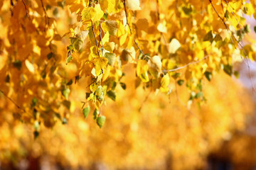 yellow leaves on the overhanging branches of birches illuminated by the bright autumn sun