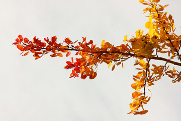 yellowed autumn leaves in a strong wind