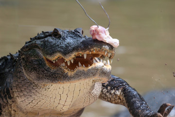 Alligator being Fed Chicen 