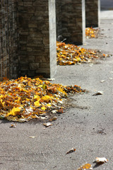 view of fallen autumn leaves in piles against the wall
