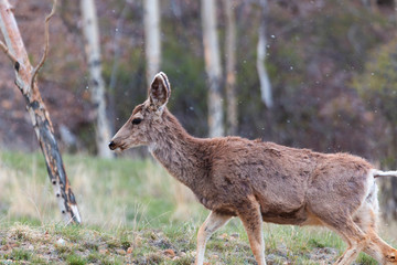 Mule Deer Herd on a Snowy Morning