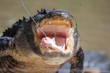 Alligator being Fed Chicen 