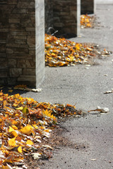 view of fallen autumn leaves in piles against the wall