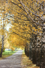 view of the park avenue of autumn birches with yellow leaves