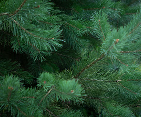 background of Christmas tree branches