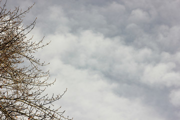 bare branches of trees against the gloomy sky in the clouds
