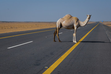 the camels crosses the highway