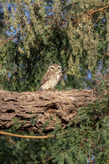 Owl sitting on Tree