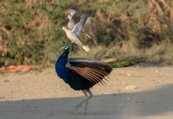 Beautiful Peacock in Thar Desert Pakistan 