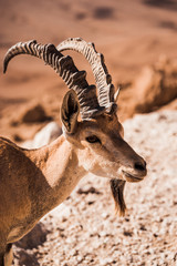 Wild goat at Ramon Crater 