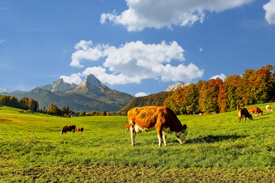 Idyllic autumn landscape in the Alps with cows grazing and snow capped mountain tops in the background, Nationalpark Berchtesgadener Land, Upper Bavaria, Germany