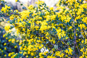 Bright yellow flowers of common broom with gentle blurred background, bokeh. Cytisus scoparius bush branches in european spring garden.Blooming Scotch broom with many little flowers.Nature macro photo