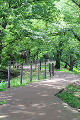 公園　桜並木