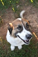 dog on grass