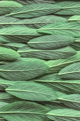 fresh sage leaves closeup. sage leaves background (filling pattern). fragrant herbs. the texture of the leaves.