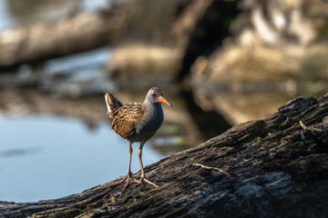 Beautiful nature scene with Water rail (Rallus aquaticus). Water rail (Rallus aquaticus) in the nature habitat.