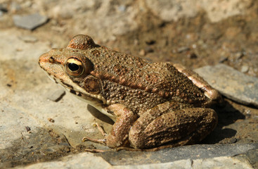 Iberischer Wasserfrosch