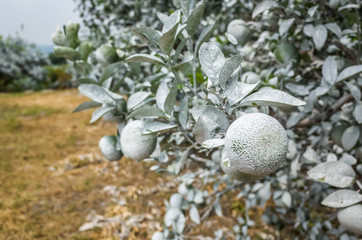 white calcium carbonate on orange trees