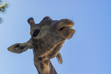 Obraz premium Giraffe at the zoo. Portrait against the sky.
