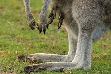 Känguru Nachwuchs Detail