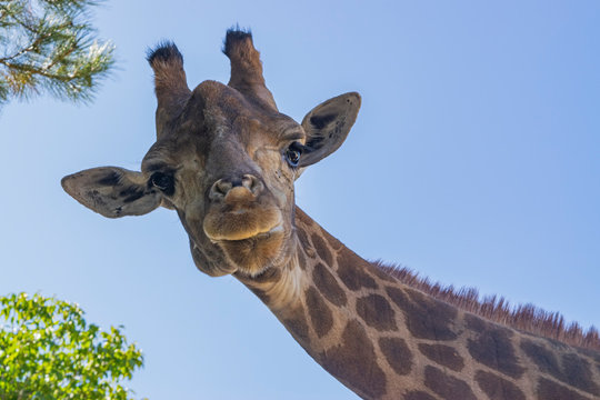 Giraffe at the zoo. Portrait against the sky.