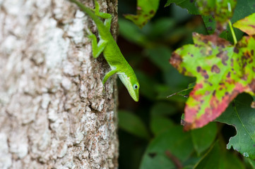 Carolina Anole on Tree Trunk