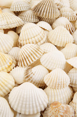 White seashells background