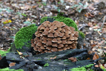 A pile of mushrooms grows on an old stump
