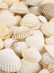 Seashells background