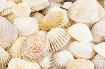 White seashells background
