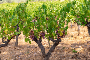 Fototapeta na wymiar Row vine grape vineyards at Saint Jean de Fos countryside village background, France