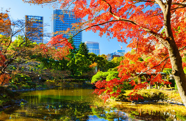 日本の秋・冬のイメージ：師走の青空とモミジの赤色のコントラストが美しい東京都心の紅葉の名所の風景