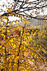 Yellow graphic autumn leaves in the mountains shined with the sun.