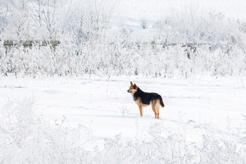 big small dog walks near the forest in winter in the frost on a background of snow and trees