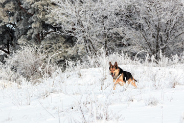 big small dog walks near the forest in winter in the frost on a background of snow and trees