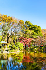 日本の秋・冬のイメージ：師走の青空とモミジの赤色のコントラストが美しい東京都心の紅葉の名所の風景