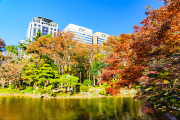 Fototapeta na wymiar 日本の秋・冬のイメージ：師走の青空とモミジの赤色のコントラストが美しい東京都心の紅葉の名所の風景