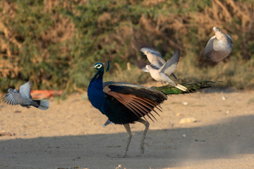 peacock and flying doves