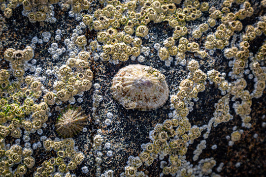 A limpet and barnacles on a rock at the beach, on the Hebridean island of Eriskay