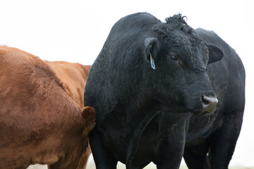 bull
