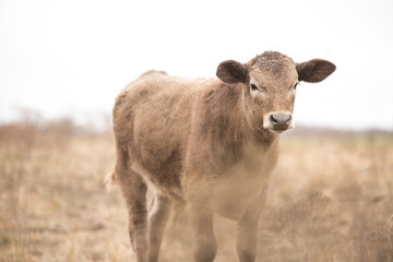 Naklejka na ściany i meble Calf in pasture in the winter on the cattle ranch with poop on his head