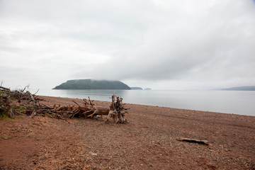 beach driftwood in the mist