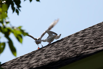 birds fighting over a territory