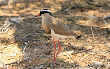 Obraz premium Kiebitz