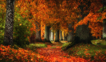 autumn path