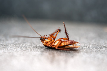 cockroach lies on his back