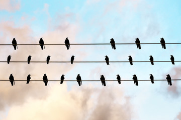 gathering of black crows